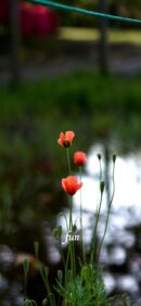 【おすすめ】iPhoneロック画面等花の無料壁紙・待ち受け