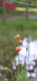 【おすすめ】iPhoneロック画面等花の無料壁紙・待ち受け