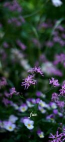 【おすすめ】iPhoneロック画面等花の無料壁紙・待ち受け