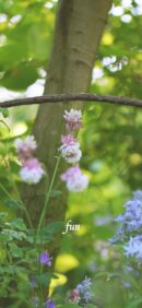 【おすすめ】iPhoneロック画面等花の無料壁紙・待ち受け