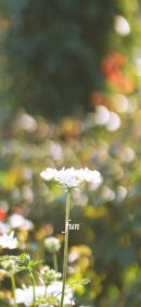 【おすすめ】iPhoneロック画面等花の無料壁紙・待ち受け