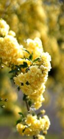 【おすすめ】iPhoneロック画面等花の無料壁紙・待ち受け