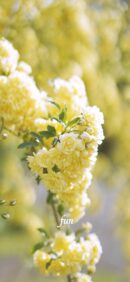 【おすすめ】iPhoneロック画面等花の無料壁紙・待ち受け