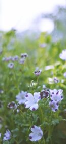 【おすすめ】iPhoneロック画面等花の無料壁紙・待ち受け