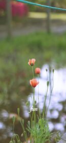 【おすすめ】iPhoneロック画面等花の無料壁紙・待ち受け