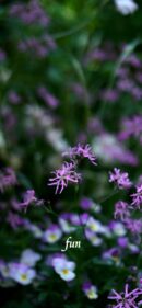 【おすすめ】iPhoneロック画面等花の無料壁紙・待ち受け