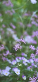 【おすすめ】iPhoneロック画面等花の無料壁紙・待ち受け