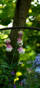 【おすすめ】iPhoneロック画面等花の無料壁紙・待ち受け