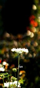 【おすすめ】iPhoneロック画面等花の無料壁紙・待ち受け