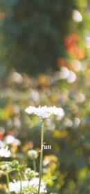 【おすすめ】iPhoneロック画面等花の無料壁紙・待ち受け