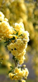 【おすすめ】iPhoneロック画面等花の無料壁紙・待ち受け