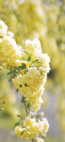 【おすすめ】iPhoneロック画面等花の無料壁紙・待ち受け