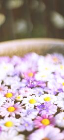 【おすすめ】iPhoneロック画面等花の無料壁紙・待ち受け