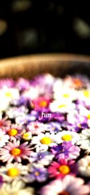 【おすすめ】iPhoneロック画面等花の無料壁紙・待ち受け