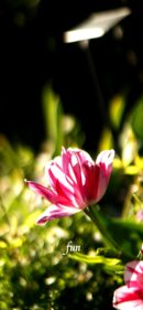 ピンクのチューリップ