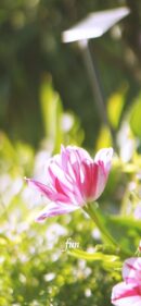 ピンクのチューリップ