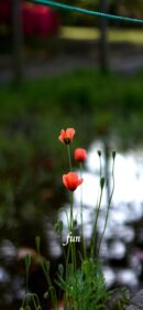 【おすすめ】iPhoneロック画面等花の無料壁紙・待ち受け