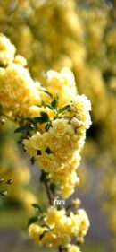 【おすすめ】iPhoneロック画面等花の無料壁紙・待ち受け