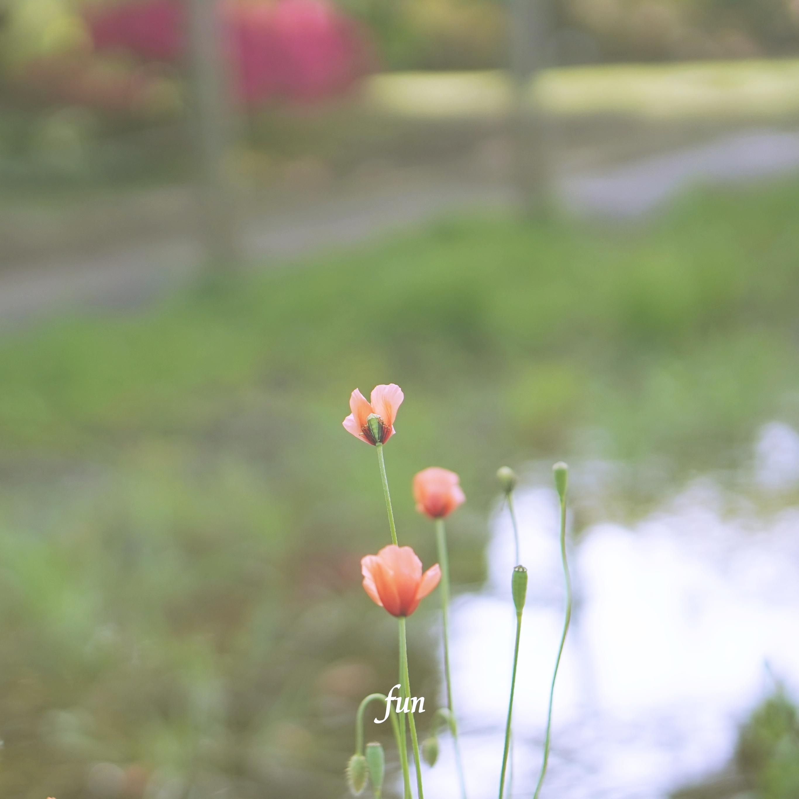 Iphone Ipadロック画面等の花の無料壁紙 待受けを配信中