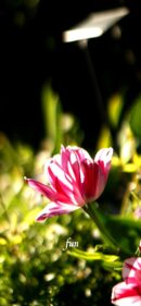 光とチューリップ