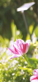 光とチューリップ