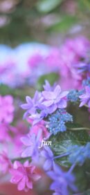 【おすすめ】iPhoneロック画面等花の無料壁紙・待ち受け