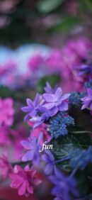 【おすすめ】iPhoneロック画面等花の無料壁紙・待ち受け