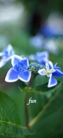 【おすすめ】iPhoneロック画面等花の無料壁紙・待ち受け