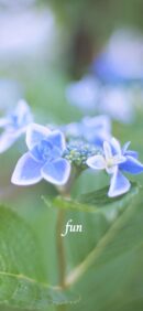 【おすすめ】iPhoneロック画面等花の無料壁紙・待ち受け