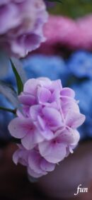 【おすすめ】iPhoneロック画面等花の無料壁紙・待ち受け