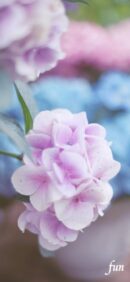 【おすすめ】iPhoneロック画面等花の無料壁紙・待ち受け