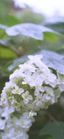 【おすすめ】iPhoneロック画面等花の無料壁紙・待ち受け