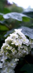 【おすすめ】iPhoneロック画面等花の無料壁紙・待ち受け