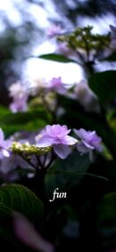 【おすすめ】iPhoneロック画面等花の無料壁紙・待ち受け