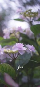 【おすすめ】iPhoneロック画面等花の無料壁紙・待ち受け