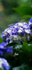 【おすすめ】iPhoneロック画面等花の無料壁紙・待ち受け