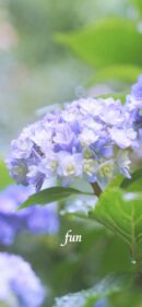 【おすすめ】iPhoneロック画面等花の無料壁紙・待ち受け