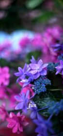 【おすすめ】iPhoneロック画面等花の無料壁紙・待ち受け