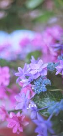 【おすすめ】iPhoneロック画面等花の無料壁紙・待ち受け