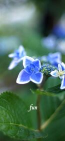 【おすすめ】iPhoneロック画面等花の無料壁紙・待ち受け