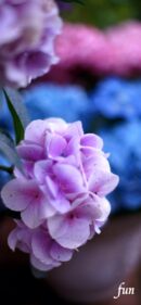 【おすすめ】iPhoneロック画面等花の無料壁紙・待ち受け