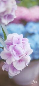 【おすすめ】iPhoneロック画面等花の無料壁紙・待ち受け