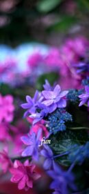 【おすすめ】iPhoneロック画面等花の無料壁紙・待ち受け