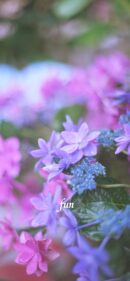 【おすすめ】iPhoneロック画面等花の無料壁紙・待ち受け