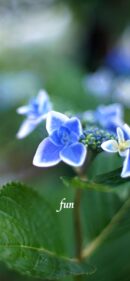 【おすすめ】iPhoneロック画面等花の無料壁紙・待ち受け