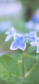 【おすすめ】iPhoneロック画面等花の無料壁紙・待ち受け