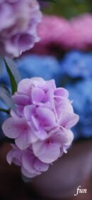 【おすすめ】iPhoneロック画面等花の無料壁紙・待ち受け