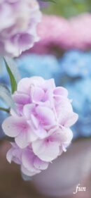 【おすすめ】iPhoneロック画面等花の無料壁紙・待ち受け