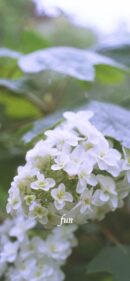 【おすすめ】iPhoneロック画面等花の無料壁紙・待ち受け