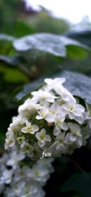 【おすすめ】iPhoneロック画面等花の無料壁紙・待ち受け